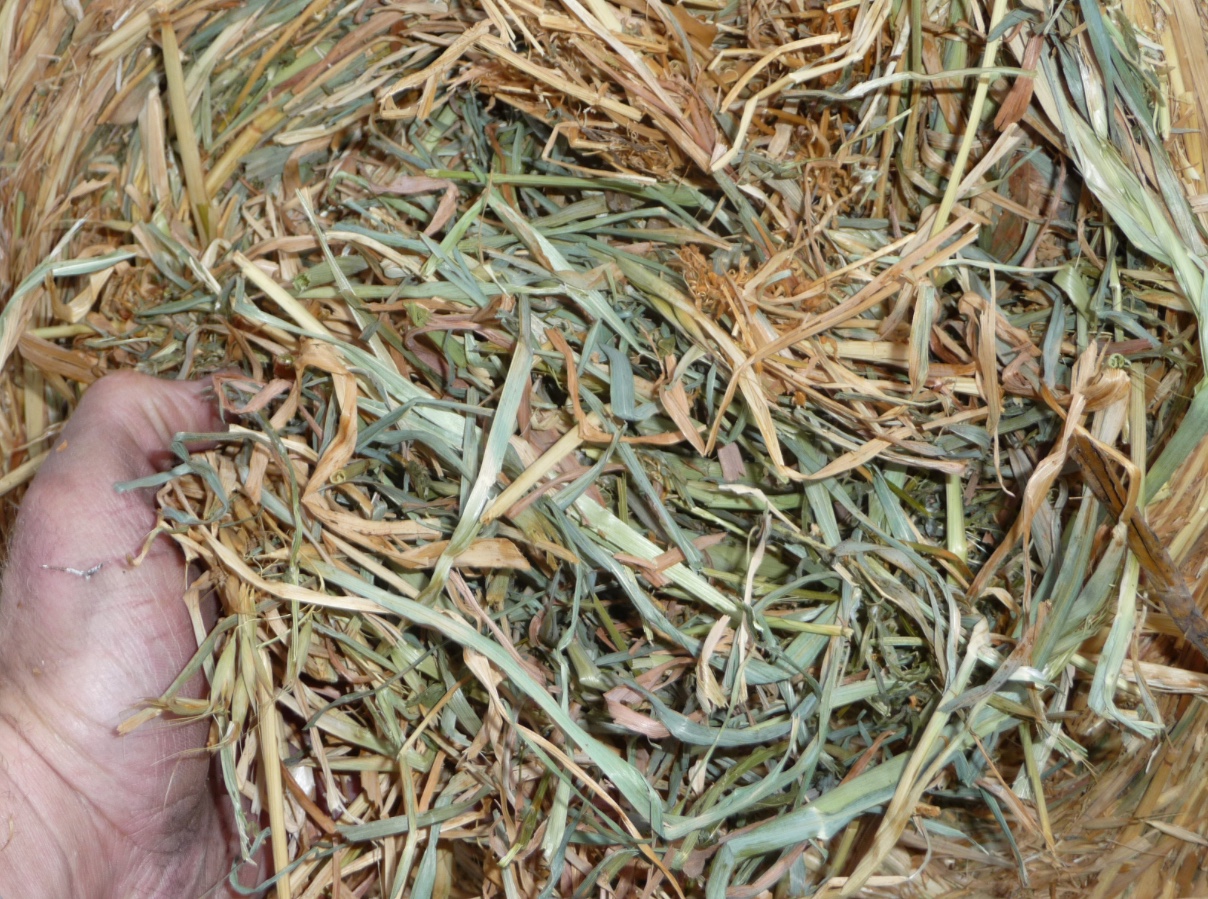 Oat & Vetch Hay Rolls For Sale Hay & Fodder Cereal